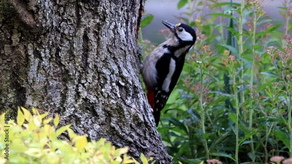 bird great spotted woodpecker in action
bird great spotted woodpecker in action