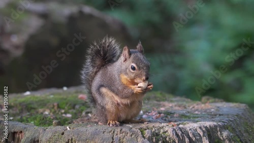 Portrait of a Grey squirrel eating nut on a tree trunk in the forest. photo