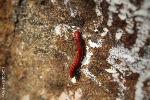 worm on the ground