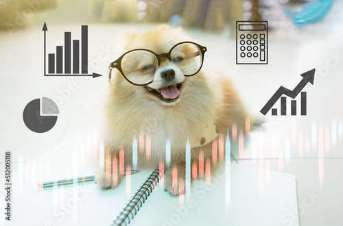 pomeranian dog smiling happily business finance growth The graph shows higher results.