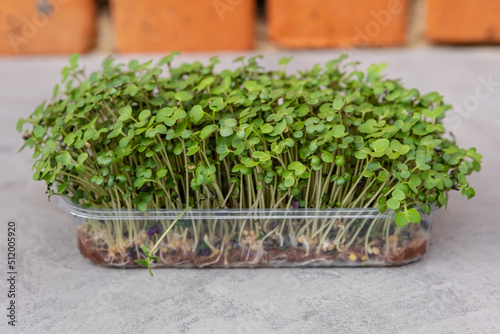 Growing kale sprouts for healthy salad. Eating right. Veganism. Roots of micro green plant. Healthy eating. Microgreen arugula in tray. Kale sprouts growth on the soil. Organic growing micro greens