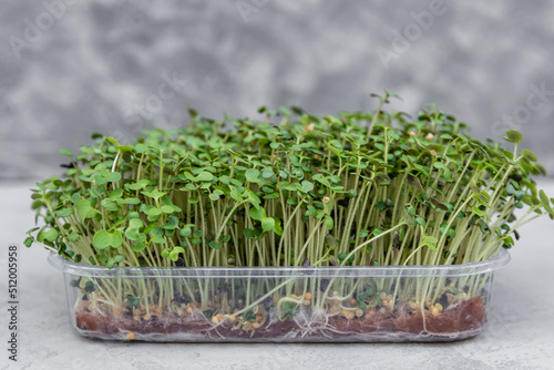 Assortment of green kale baby sprouts. Mockup for healthy eating and organic restaurant cooking advertisement. Organic micro greens. Growing green shoots of leaf cabbage, seedlings and young plants.