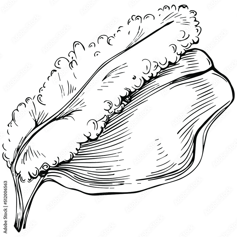 Obraz premium Carob sketch drawing illustration. Carob tree nature engraved style illustration. Detailed plants product. The best for design logo, menu, label, icon, stamp.