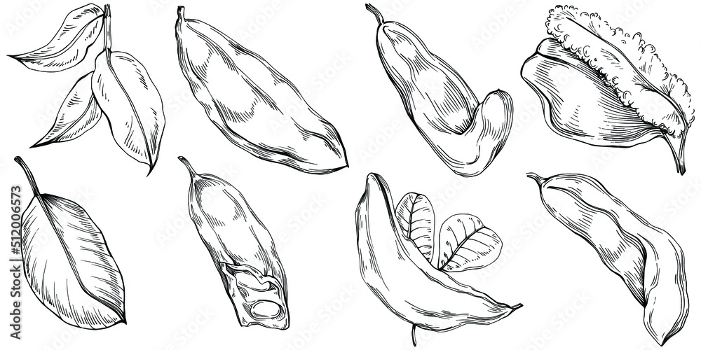 Carob sketch drawing illustration. Carob tree nature engraved style illustration. Detailed plants product. The best for design logo, menu, label, icon, stamp. Carob sketch drawing illustration. Carob tree nature engraved style illustration. Detailed plants product. The best for design logo, menu, label, icon, stamp.