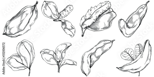 Carob sketch drawing illustration. Carob tree nature engraved style illustration. Detailed plants product. The best for design logo, menu, label, icon, stamp.