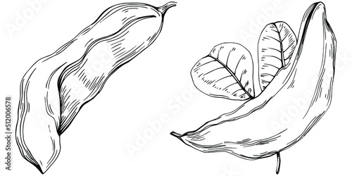 Carob sketch drawing illustration. Carob tree nature engraved style illustration. Detailed plants product. The best for design logo, menu, label, icon, stamp.