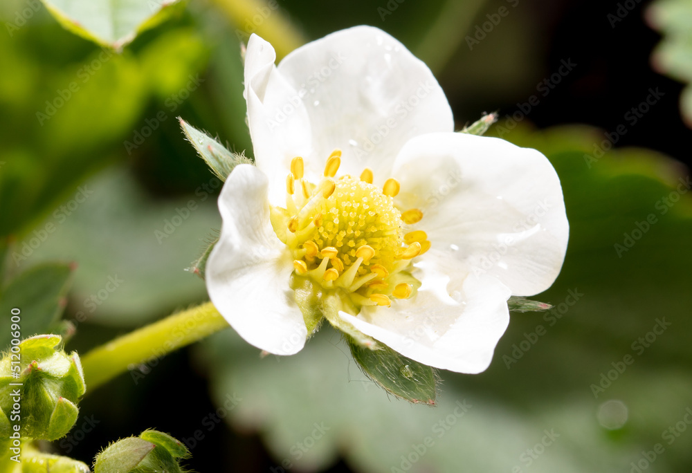 Obraz premium White flowers on strawberries in the vegetable garden.