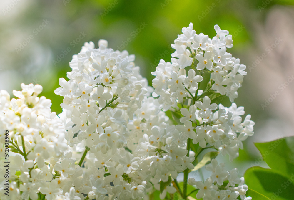Beautiful white lilac flowers in nature.