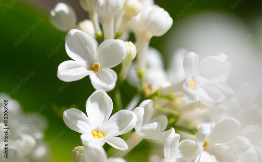 Beautiful white lilac flowers in nature. Beautiful white lilac flowers in nature.