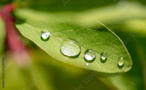 Drops of water from the rain on a green leaf of a tree.