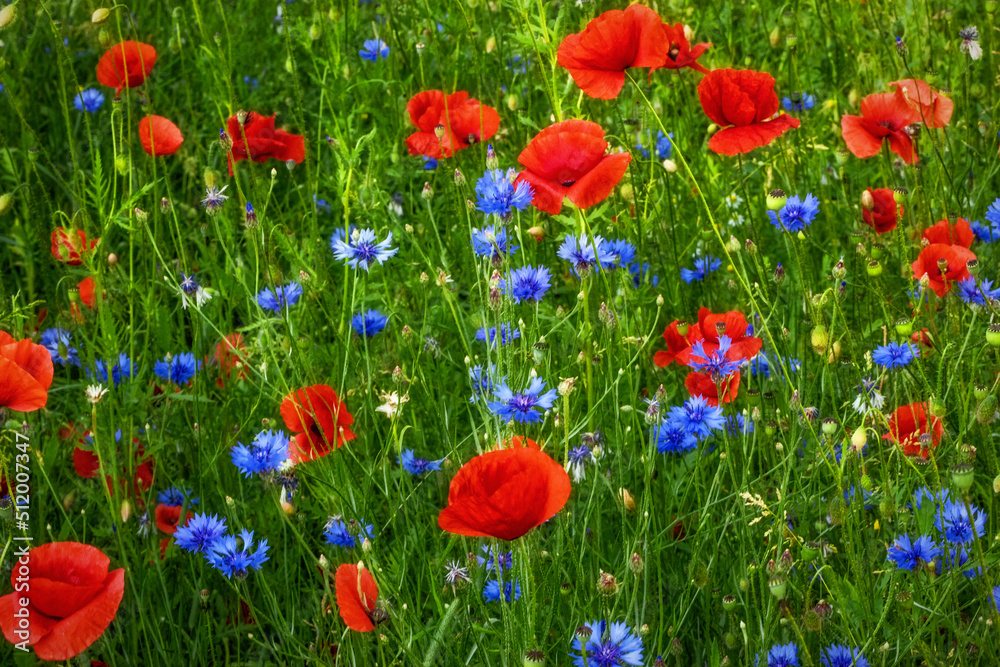 Obraz premium Mohn und Kornblumen