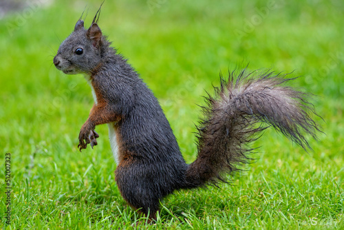 The black squirrel immigrated to Denmark © Issam Saydosh