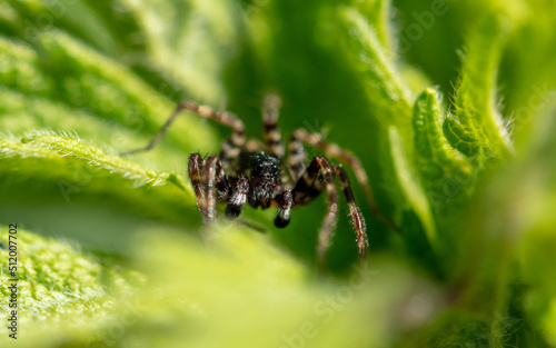 Spider on a green leaf in nature.