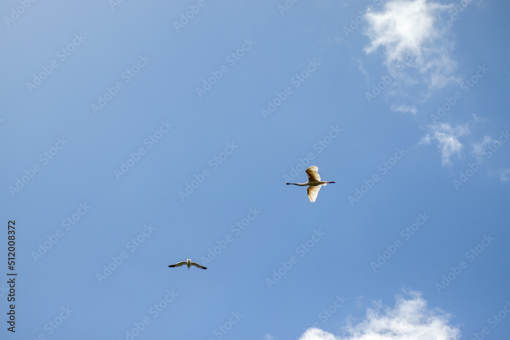Flying spoonbill in a clear blue sky