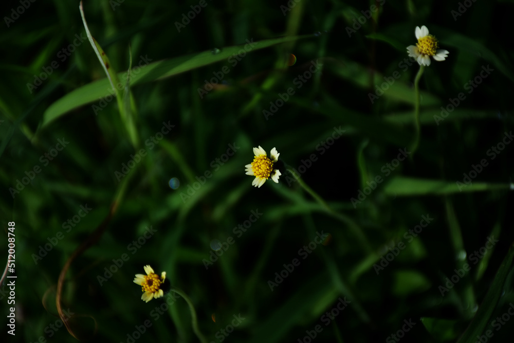 Beautiful natural background with roadside flowers grass in rural nature. Three roadside flower grass has yellow pollen and white petal isolated with green leaf simple pattern and background. Beautiful natural background with roadside flowers grass in rural nature. Three roadside flower grass has yellow pollen and white petal isolated with green leaf simple pattern and background.