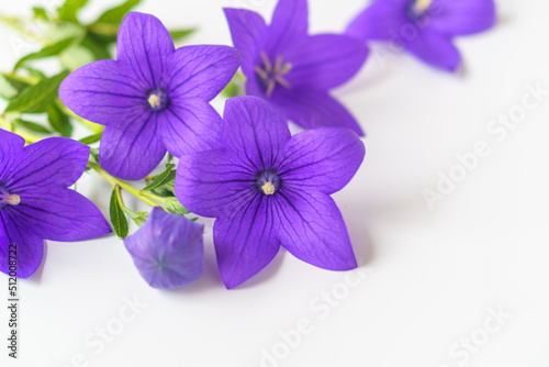 Fototapeta Naklejka Na Ścianę i Meble -  紫色のキキョウの花　白背景