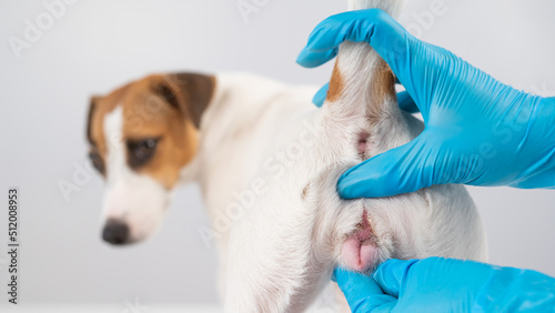 Bilde på lerret Veterinarian doing an examination of the genitals of a female dog Jack Russell Terrier