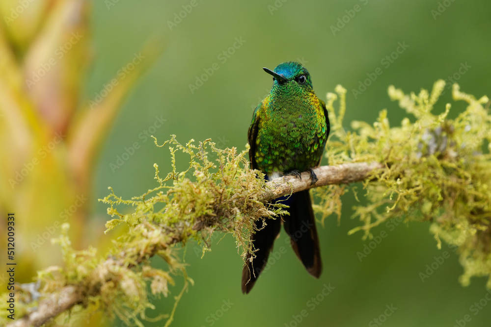 Fototapeta premium Sapphire-vented Puffleg - Eriocnemis luciani hummingbird in the brilliants, ¨tribe Heliantheini in subfamily Lesbiinae, bird found in Colombia, Ecuador, Peru, Venezuela