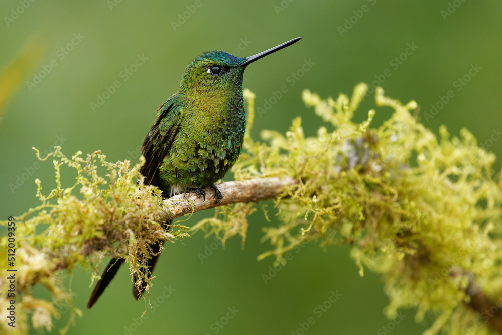 Fototapeta premium Sapphire-vented Puffleg - Eriocnemis luciani hummingbird in the brilliants, ¨tribe Heliantheini in subfamily Lesbiinae, bird found in Colombia, Ecuador, Peru, Venezuela