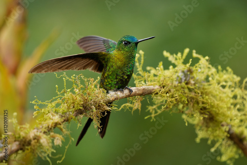 Sapphire-vented Puffleg - Eriocnemis luciani hummingbird in the brilliants, ¨tribe Heliantheini in subfamily Lesbiinae, bird found in Colombia, Ecuador, Peru, Venezuela