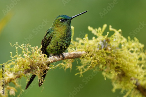 Sapphire-vented Puffleg - Eriocnemis luciani hummingbird in the brilliants, ¨tribe Heliantheini in subfamily Lesbiinae, bird found in Colombia, Ecuador, Peru, Venezuela