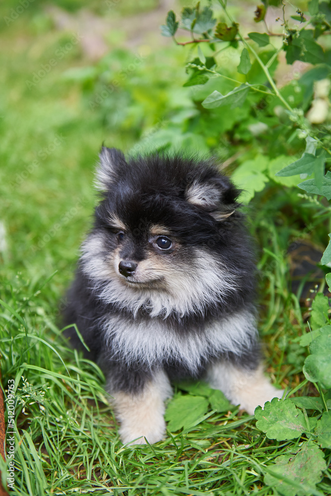 Cute Pomeranian puppy sits on a green lawn, vertical photo