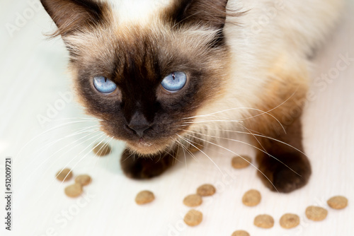 Obraz na plátně beautiful siamese cat with blue color eyes sitting on floor and eating high protein dry cat food,scattered on the floor