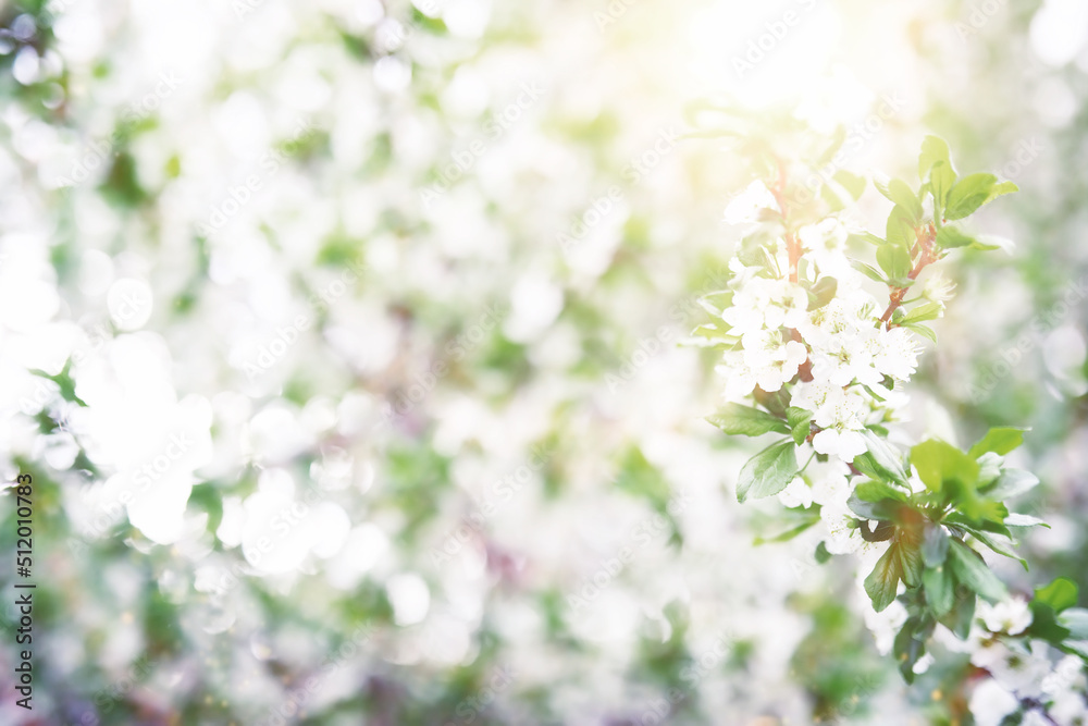 Spring flowering at sunset. White flower on the tree. Apple and cherry blossoms. Spring flowering at sunset. White flower on the tree. Apple and cherry blossoms.