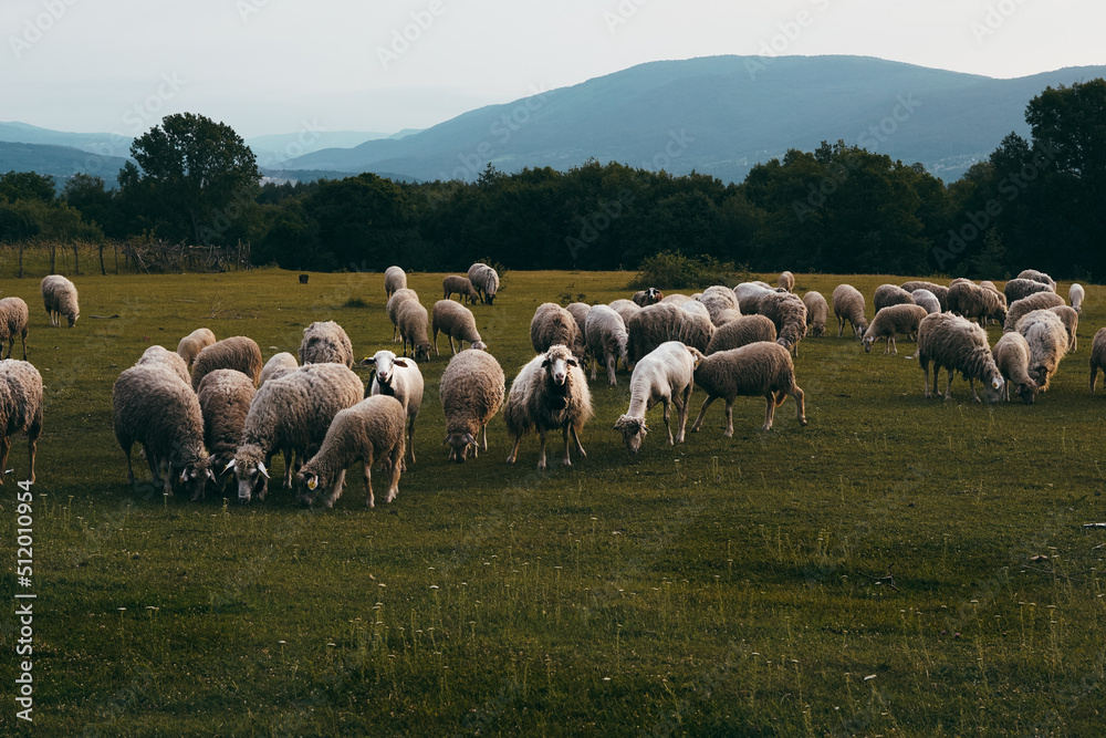 Sheep grazing in the grass, white animals, eating, summer, cheese, village ,country side