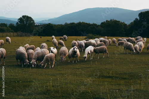 Sheep grazing in the grass, white animals, eating, summer, cheese, village ,country side