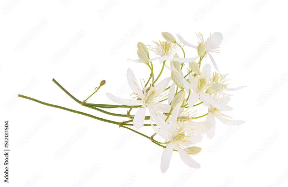 honeysuckle flowers isolated honeysuckle flowers isolated