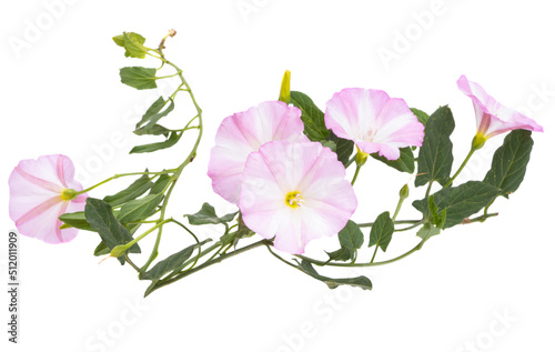 field bindweed isolated