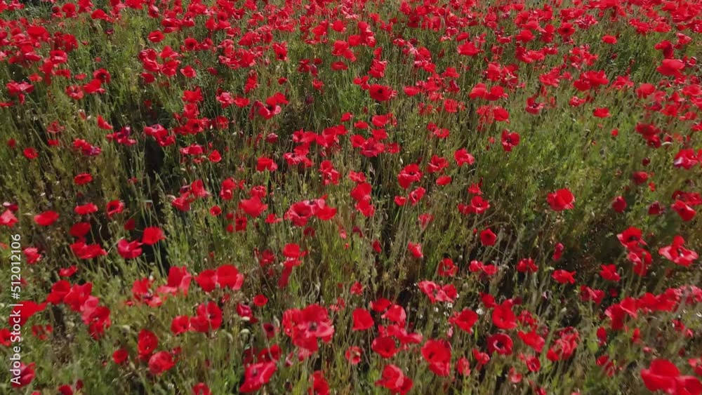 Blooming red poppy flowers in green field, top view. Aerial view of beautiful natural landscape in summertime Blooming red poppy flowers in green field, top view. Aerial view of beautiful natural landscape in summertime