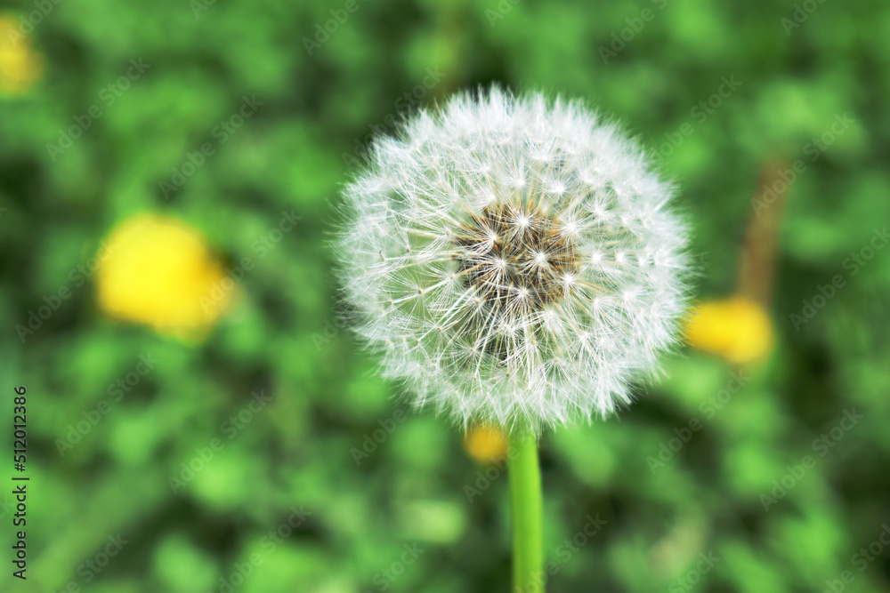 Fototapeta premium blume