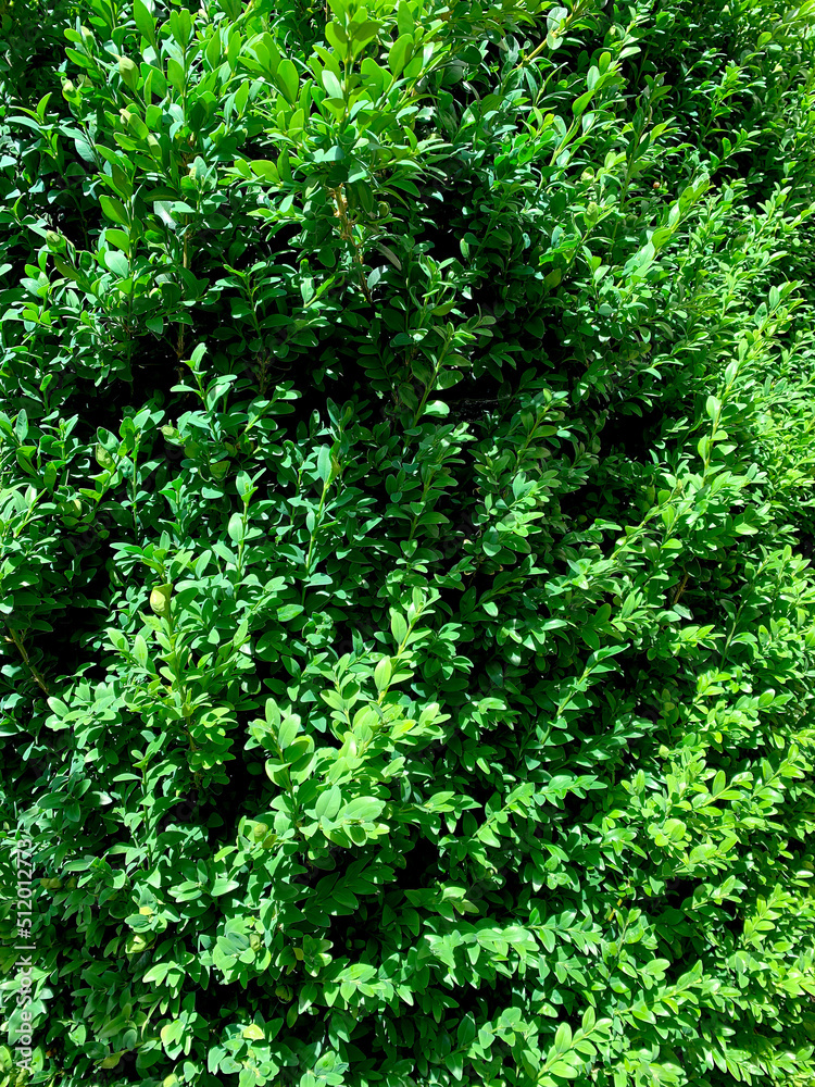 thuja hedge green leaves nature garden