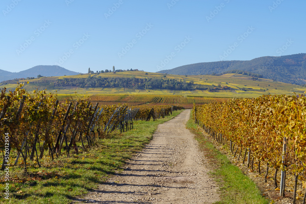 Country road going through the vineyard of Alsace in autumn