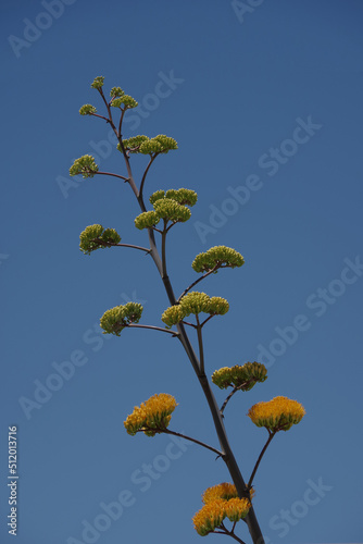 Slika na platnu Very tall agave flower stem under blue sky