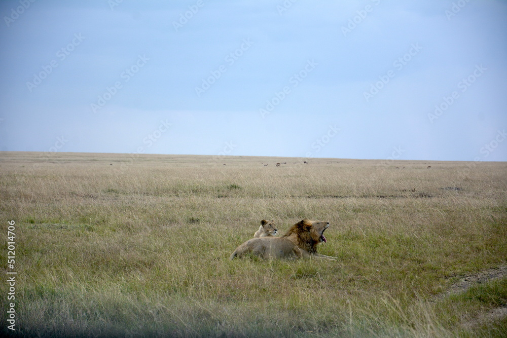 Naklejka premium a yawning lion