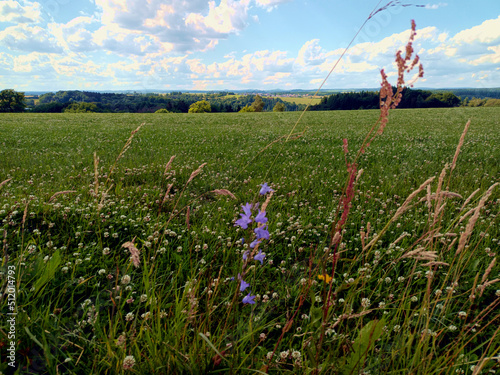 Sommer-Idylle in der Eifel bei Bad Bertrich. Landschaft mit blauem Himmel, Wolken, Wald und Wiese mit Blumen. photo