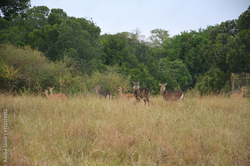 young waterbucks and impalas in masai mara young waterbucks and impalas in masai mara
