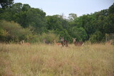 young waterbucks and impalas in masai mara