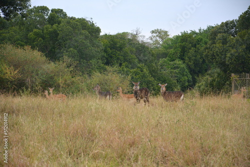 young waterbucks and impalas in masai mara