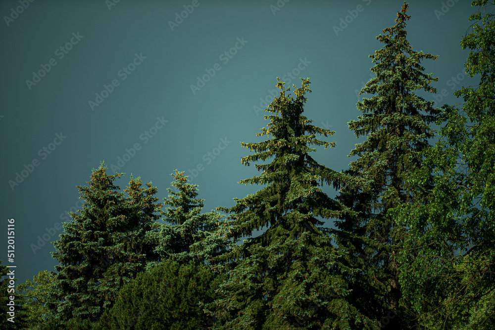 firs on a background of blue sky