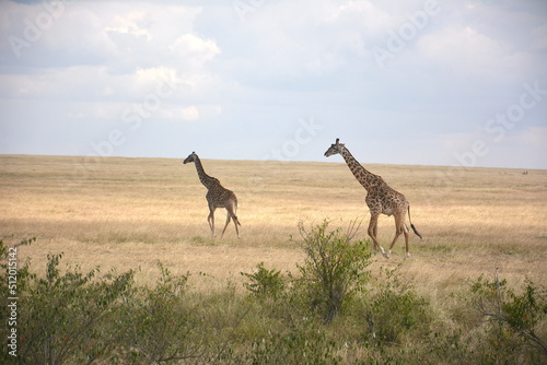 giraffe in the masai mara © hashabde