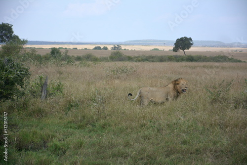 lion in masai mara