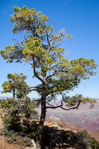 Dead trees surrounding the Grand Canyon in Arizona, USA 