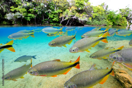 Characins or Piraputangas  Brycon hilarii  Balneario Municipal  Bonito  Mato Grosso do Sul  Brazil