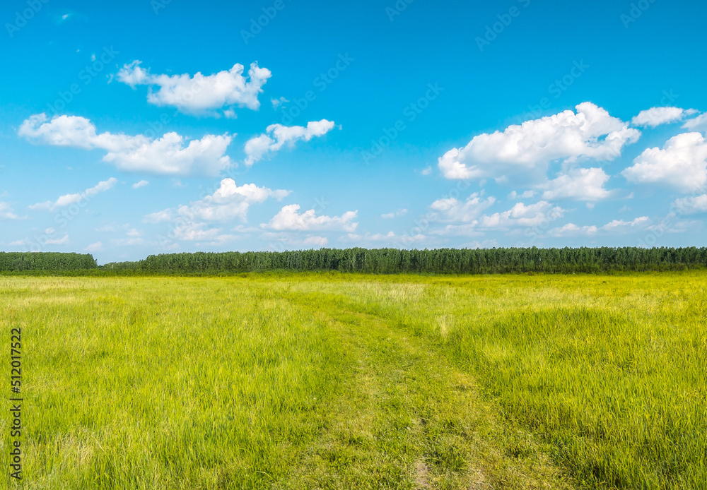 beautiful summer fields