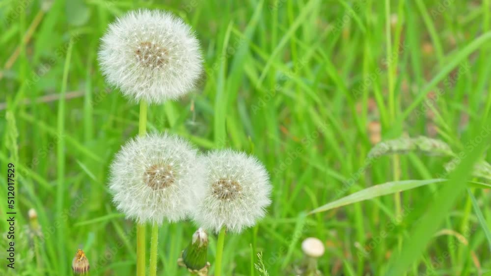 Three beautiful round fluffy dandelions on a green meadow in sunny weather during the day swing in the wind. The weed seeds are ripe, ready to scatter. Three beautiful round fluffy dandelions on a green meadow in sunny weather during the day swing in the wind. The weed seeds are ripe, ready to scatter.