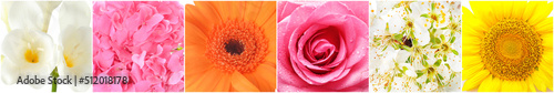 Collage with many beautiful flowers  closeup